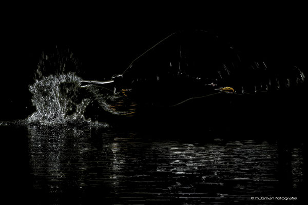 Digital Art : Möwe