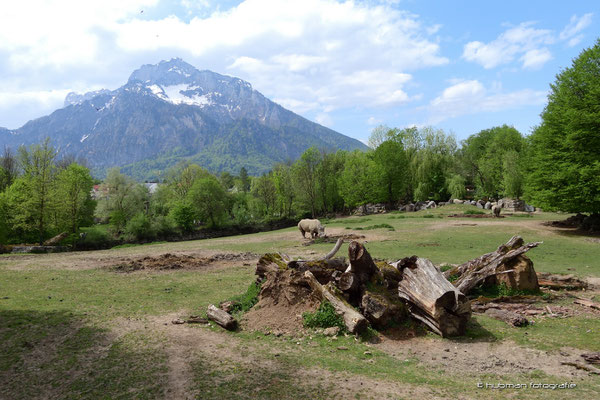 Breitmaulnashorn
