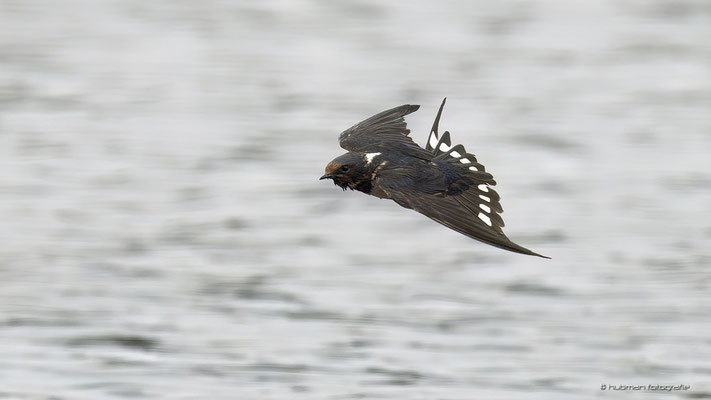und Rauchschwalben können auch wie ein Eisvogel ins Wasser tauchen !