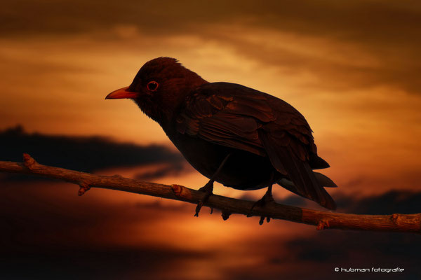 Schwarzdrossel bei Sonnenuntergang