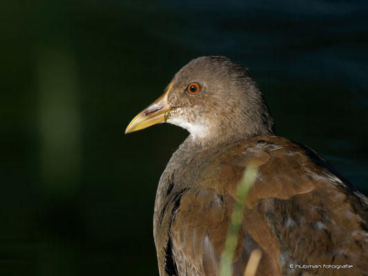Teichhuhn (w)