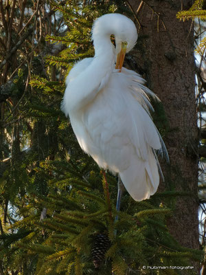 Silberreiher