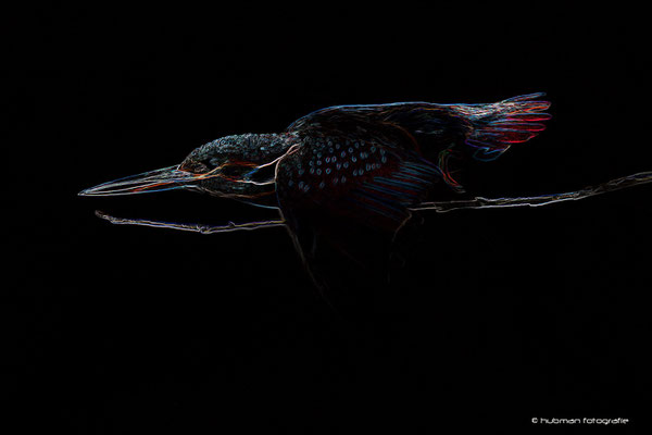 Digital Arts : Eisvogel