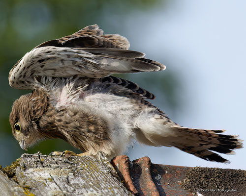 und jetzt wieder zurück ins Nest.