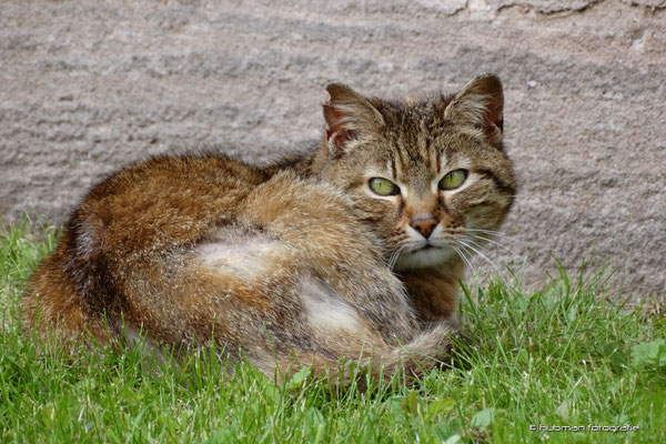 mit 'wilden' Bewohnern 