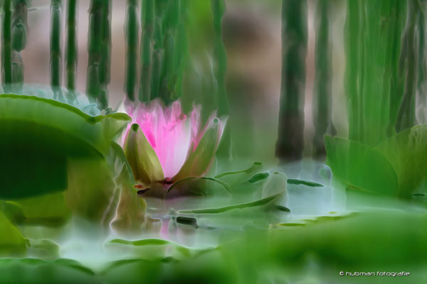 DigiArt : Seerose