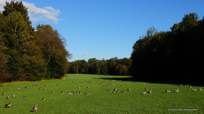 ein Paradies für Gänse