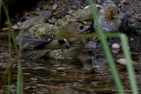 Wintergoldhähnchen