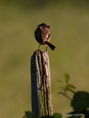 Braunkelchen