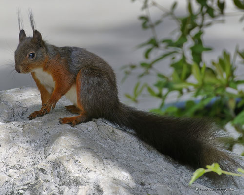 'hybrides' Eichhörnchen