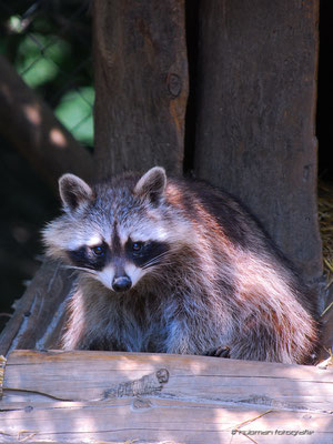 Waschbär