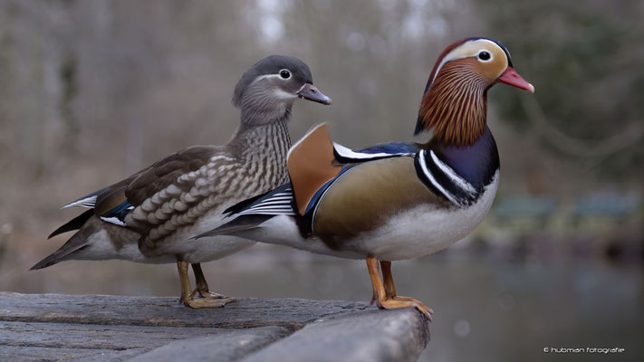 hier ein Pärchen