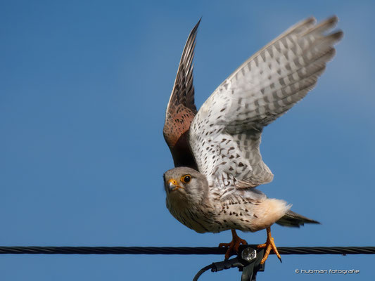 Turmfalke (m)