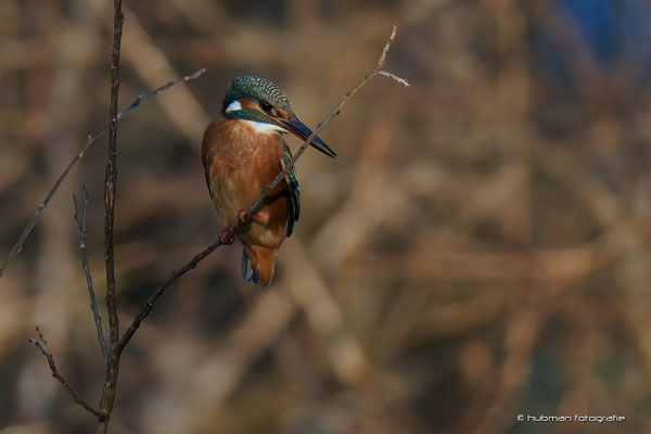 Eisvogel Abflugmanöver