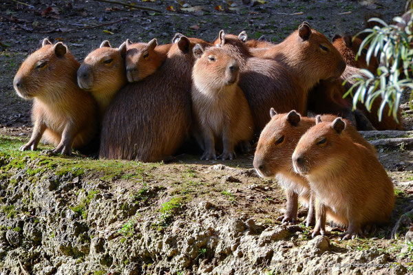 Capybara