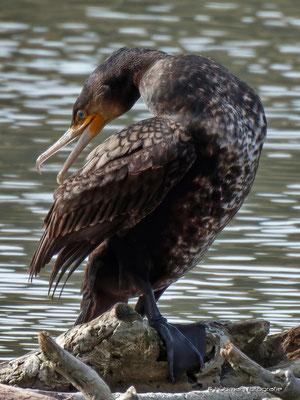 Kormoran
