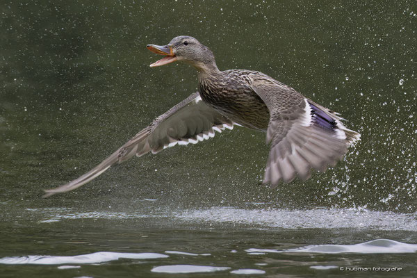 Stockente (w)