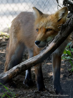 Fuchs