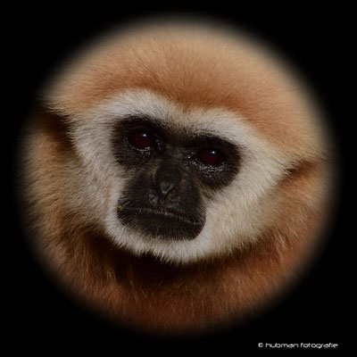Weißhandgibbon