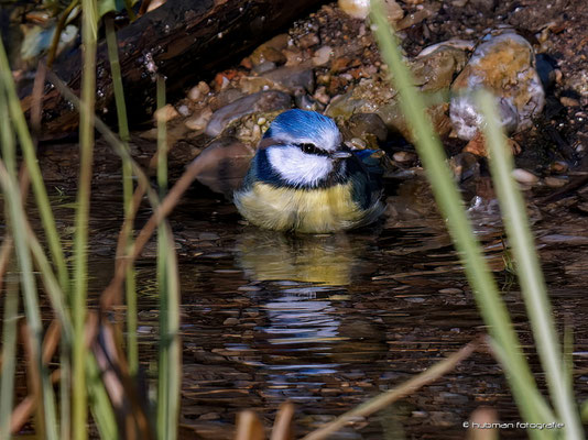 Blaumeise