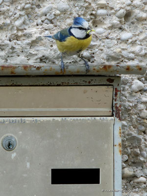 Blaumeise hat besonderen Nistkasten !