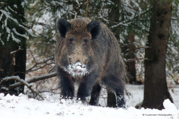 Ein prachtvolles Wildschwein, ein Keiler ! Du Freund oder Feind ? scheint sein Blick zu sagen ...