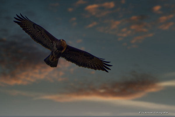 Mäusebussard