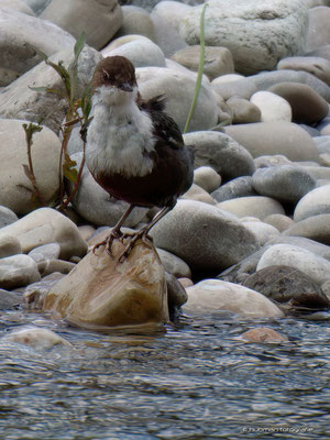Wasseramsel