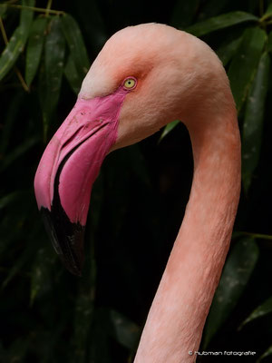 Rosaflamingo