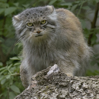 Los geht's , ich lasse Sie heute ausnahmsweise ohne Eintrittskarte herein! ;-)  (Foto : Tierpark Hellabrunn)