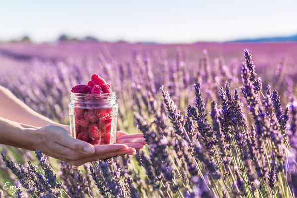 champs de lavande - Valensole - Provence - lavender fields provence