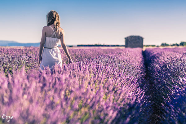 champs de lavande - Valensole - Provence - lavender fields provence