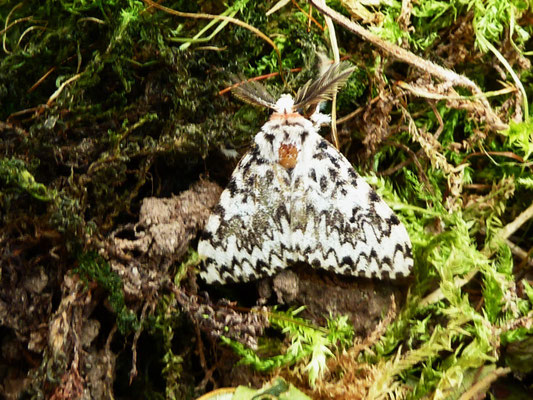 Nonne (Lymantria monacha)