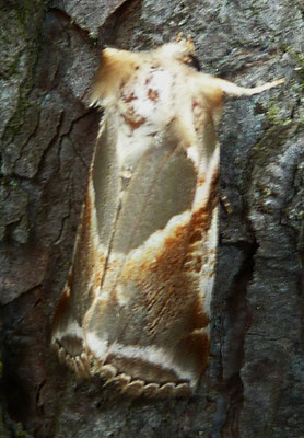 Achateule (Habrosyne pyrtoidesa)