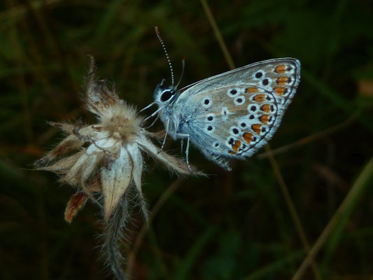 Hauhechelbläuling (Polyomatus icarus) - Männchen