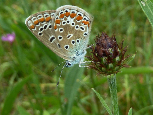 Hauhechelbläuling (Polyomatus icarus) - Weibchen