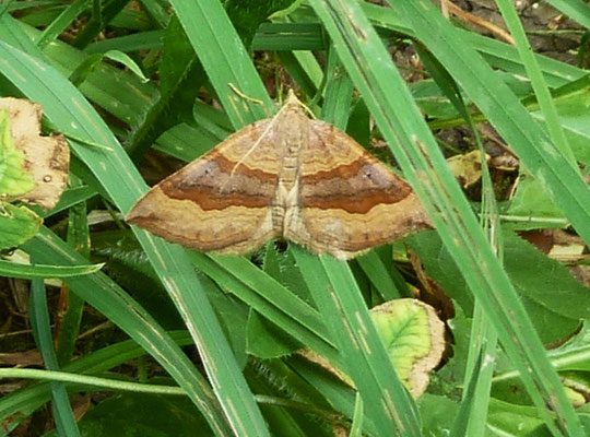 Braunbindiger Wellenstriemenspanner (Scrotopteryx chenopodia)