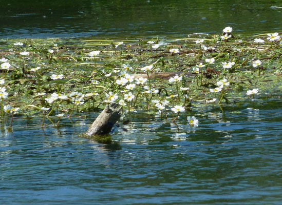 Flutender Hahnenfuß (Ranunculus fluitans)