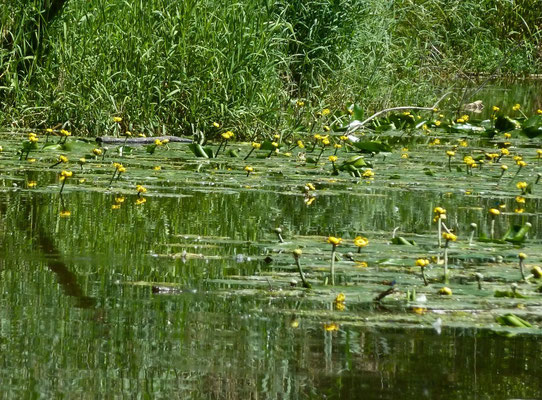 Teichrose (Nuphar luteum)