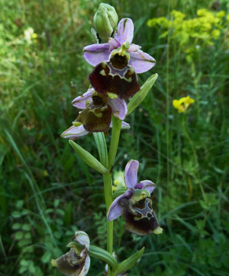 Hummel-Ragwurz (Ophrys holosericia)