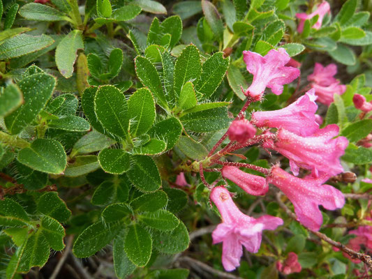 Bewimperte Alpenrose (Rhododendron hirsutum)