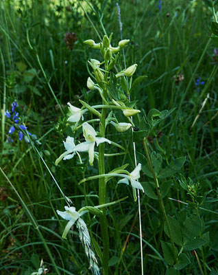 Waldhyazinthe (Platanthera bifolia)