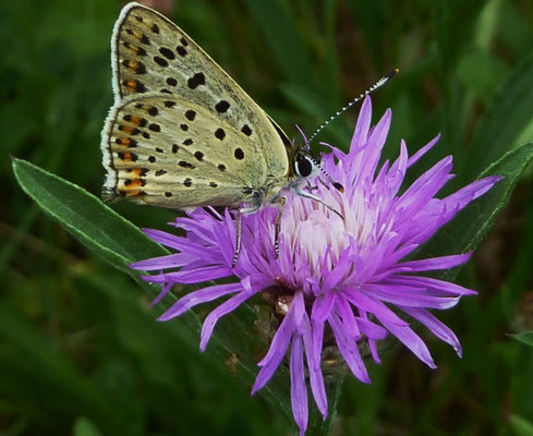 Brauner Feuerfalter (Lycaena tiyrus)