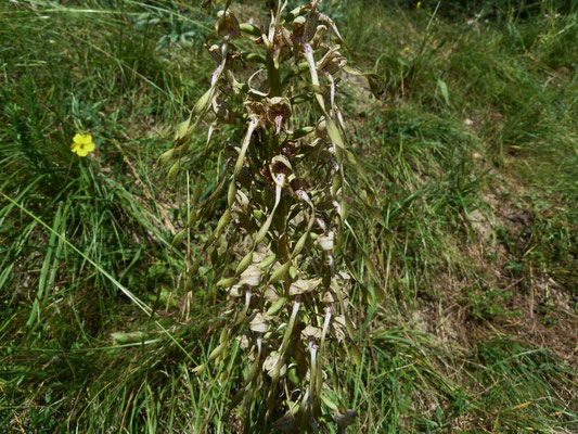 Bocksriemenzunge (Himantoglossum hircinum)