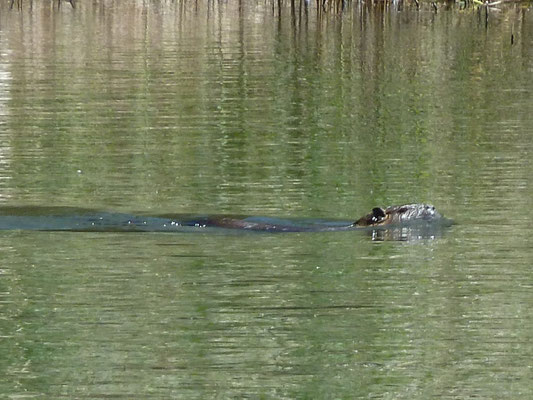 Nutria
