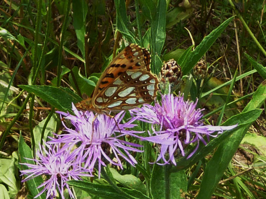 Kleiner Perlmutterfalter (Issoria lathonia)