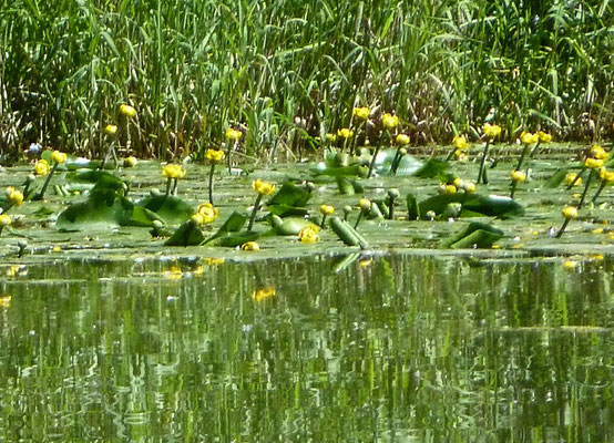 Teichrose (Nuphar luteum)