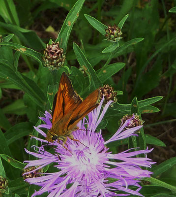 Rostfarbiger Dickkopffalter (Ochlodes venata)