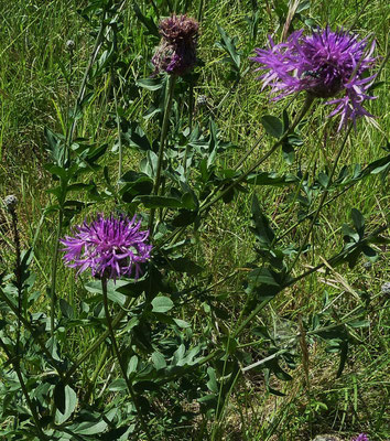 Skabiosen-Flockenblume (Centaurea scabiosa)