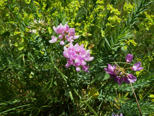 Bunte Kronwicke (Securigera varia)